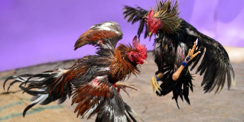 win 55 KM Game Bài 3d