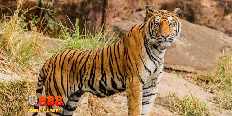 xổ số bình thuận