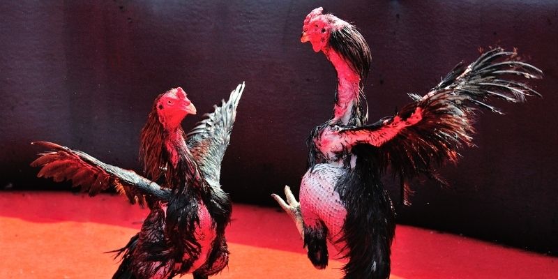 win 55 thị trường baccarat là gì